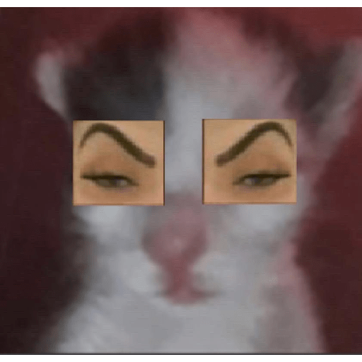Gatos 30