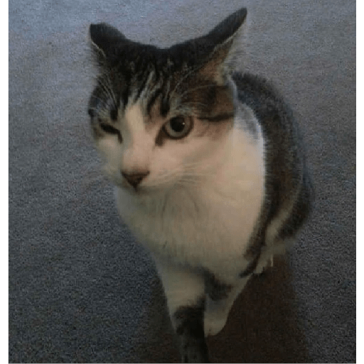 Gatos 25