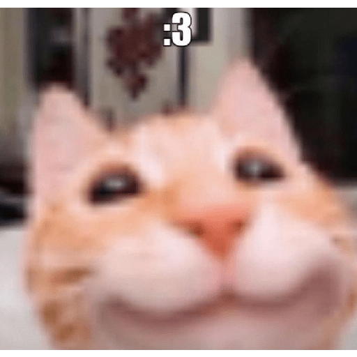 Gatos