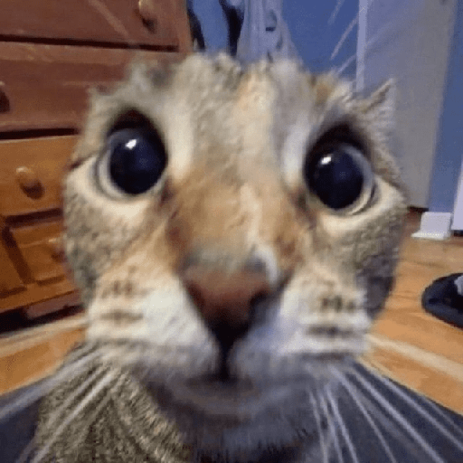 Gatos 2