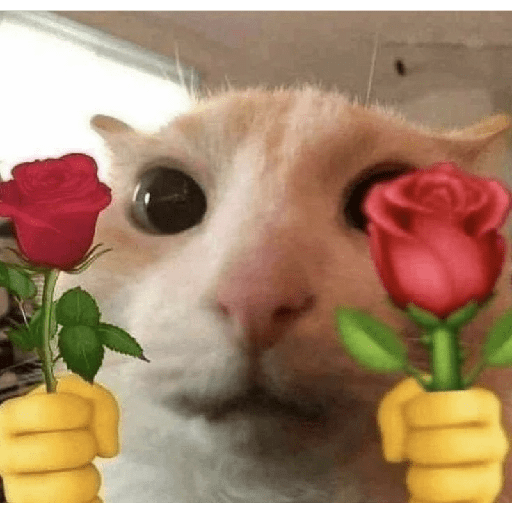 Gatos 4