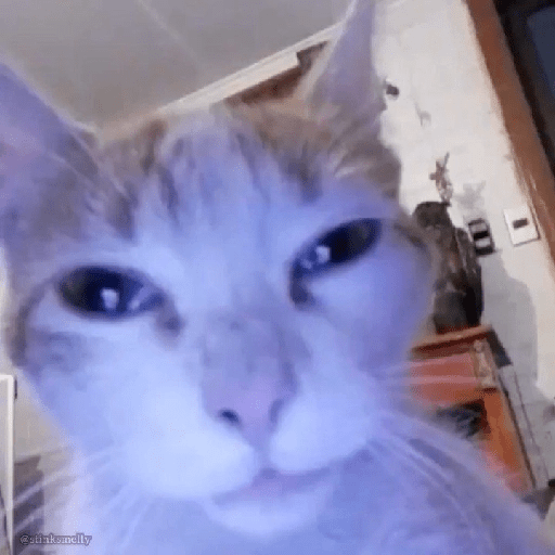 Gatos 6