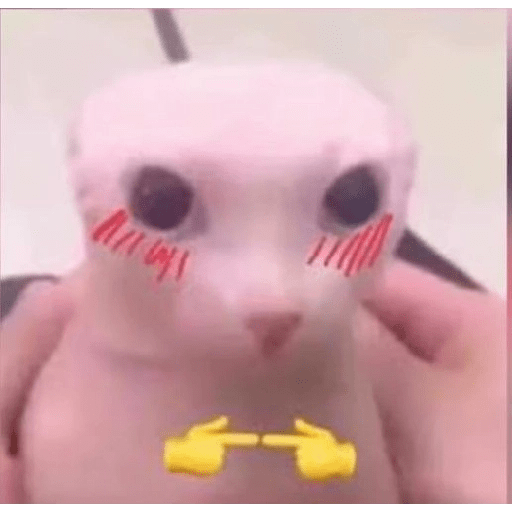Gatos 9