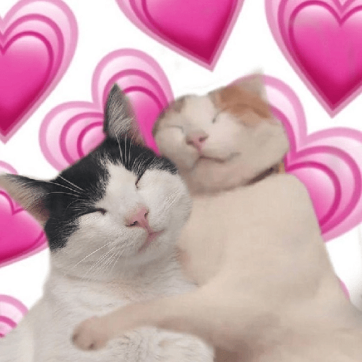 Gatos 11