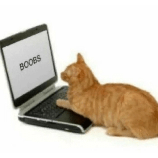 Gatos 13