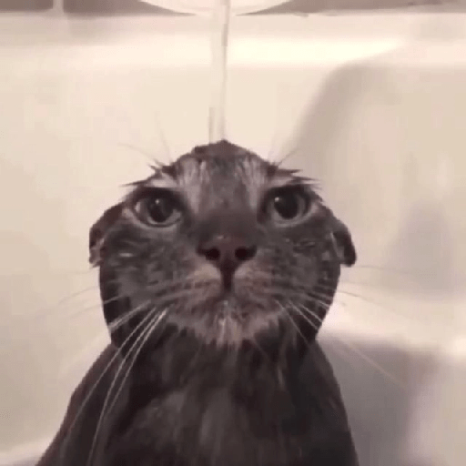 Gatos 15