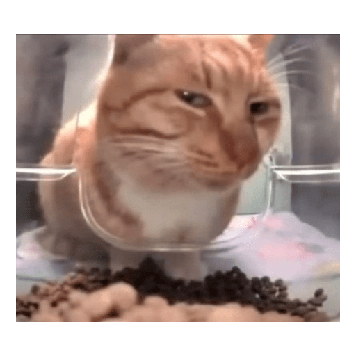 Gatos 17