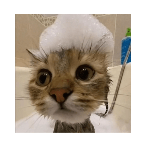 Gatos 18