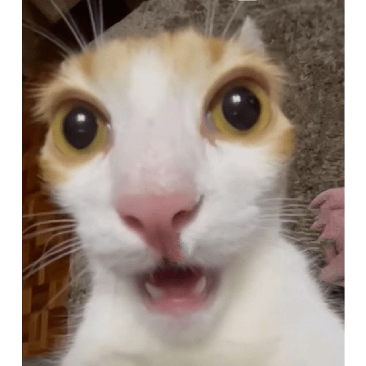 Gatos 19