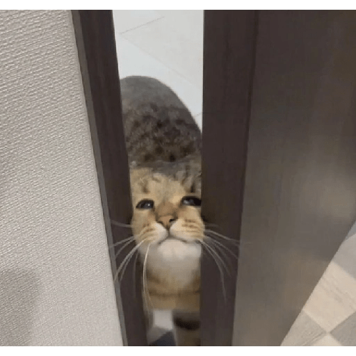 Gatos 20