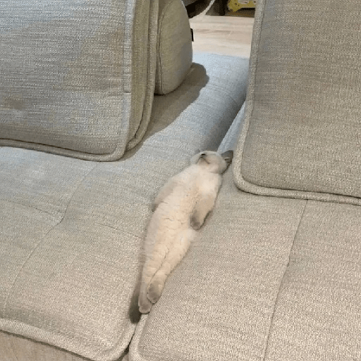 Gatos 22