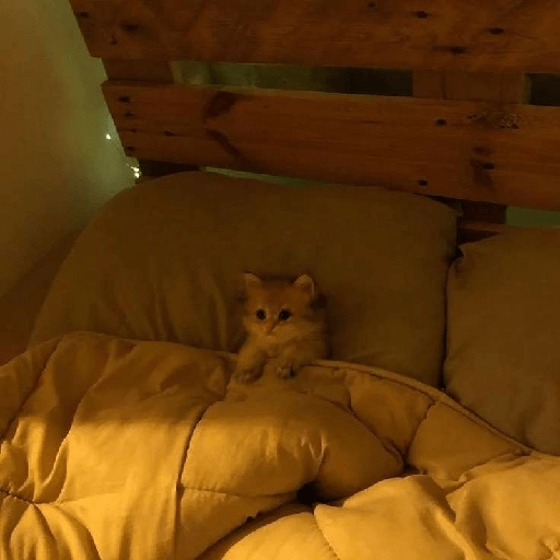 Gatos 23