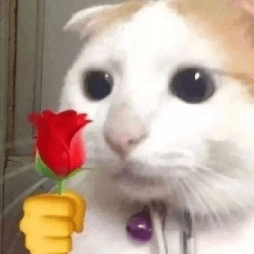 Gatos 24