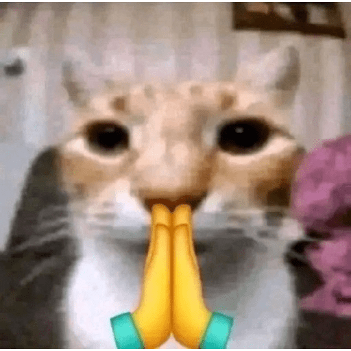 Gatos 26
