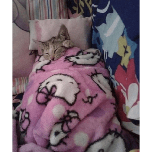 Gatos 27