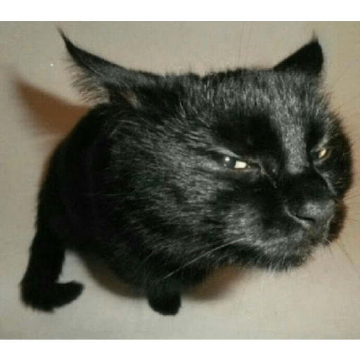 Gatos 28