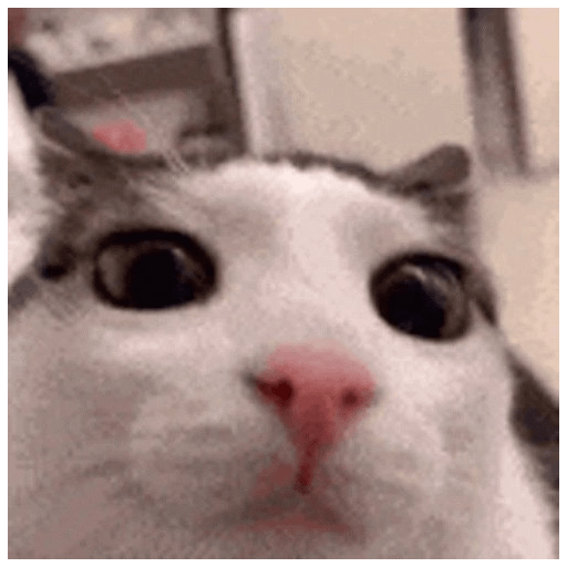 Gatos 29