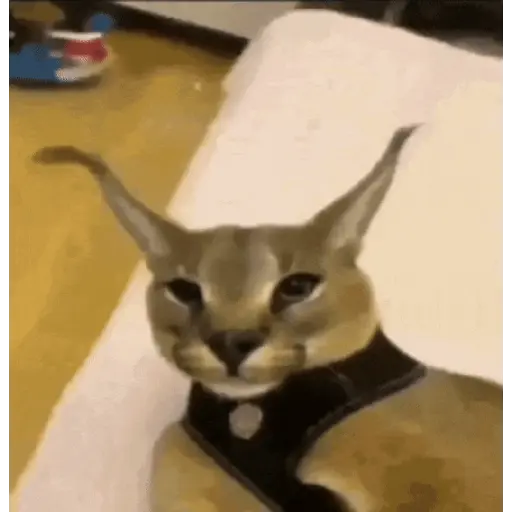 Floppa
