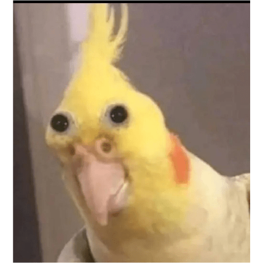 Memes 20