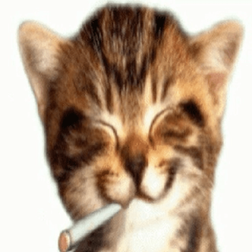 Luis te creomivida 3