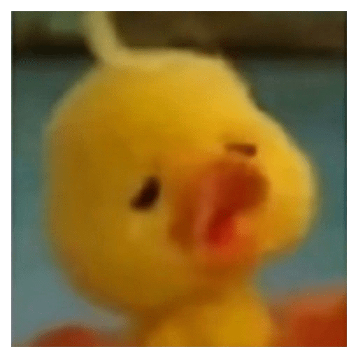 Pato | pato 8