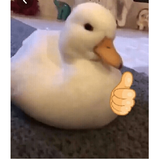 Pato | pato 18