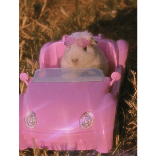 Hamster cute 2