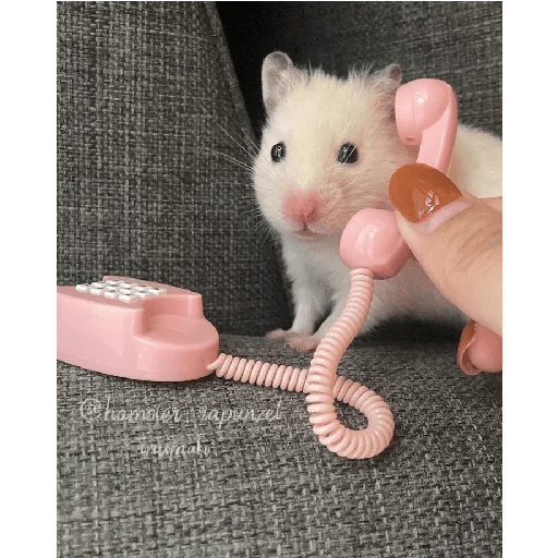 Hamster cute 4