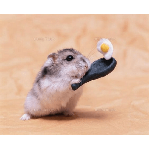 Hamster cute 5