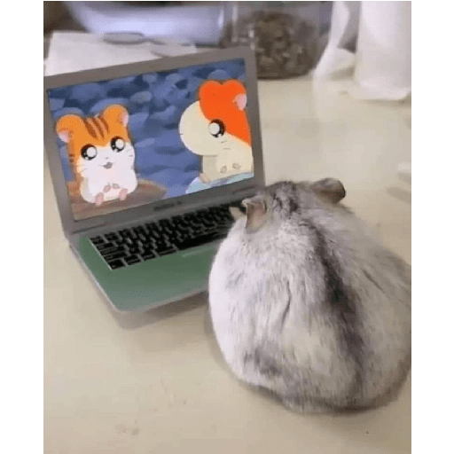 Hamster cute 8