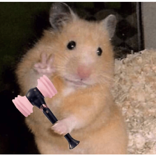 Hamster cute 15
