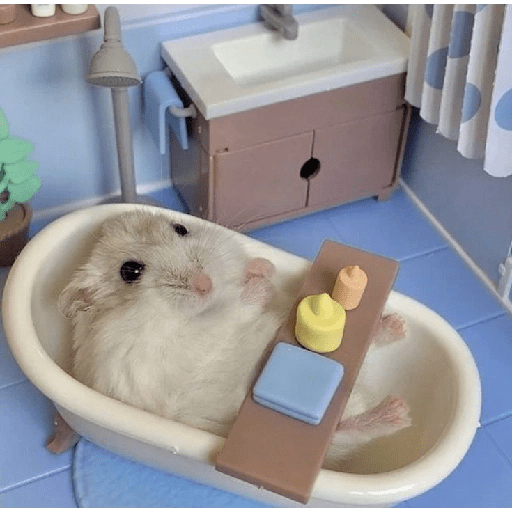 Hamster cute 9