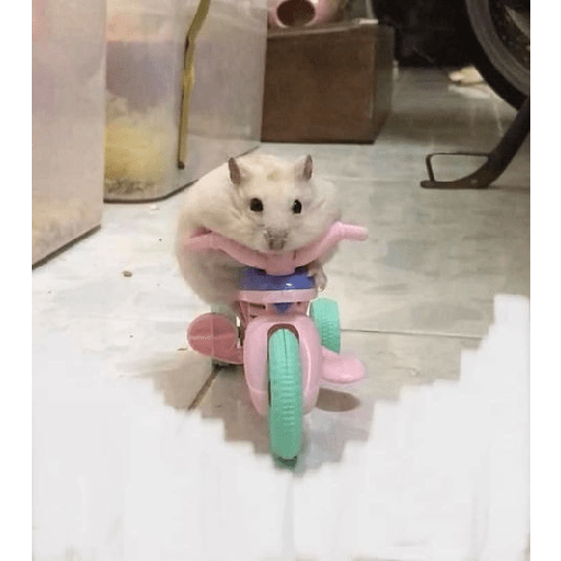 Hamster cute 10
