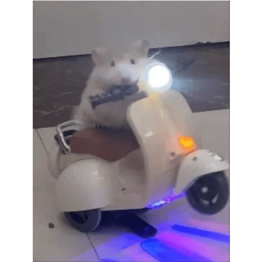Hamster cute 11