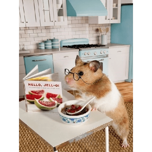 Hamster cute 13