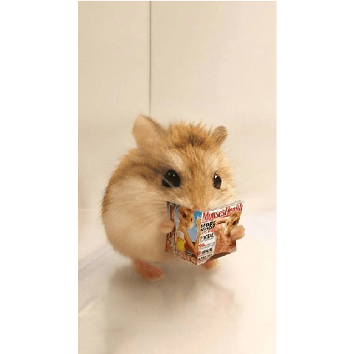 Hamster cute 14