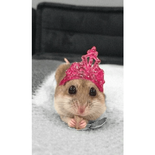 Hamster cute 20