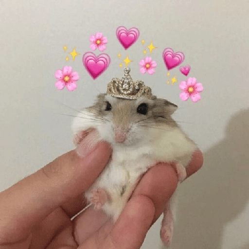 Hamster cute 21