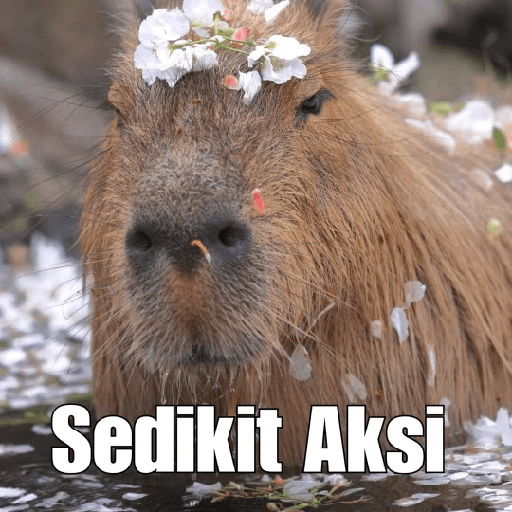Capibara 1.0 6