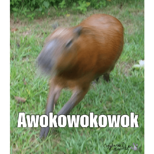 Capibara 1.0 9