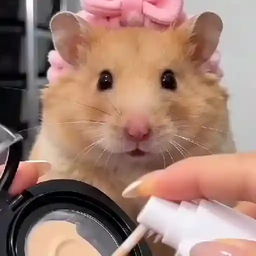 Hamster Maquiando 🐹 TikTok 📱 2