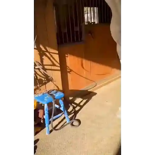 Animadas 8