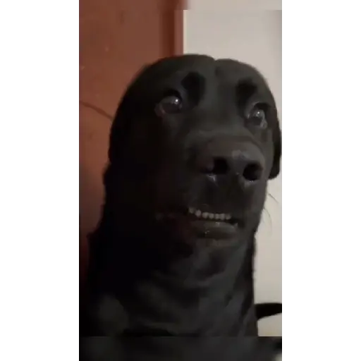 Animadas 9