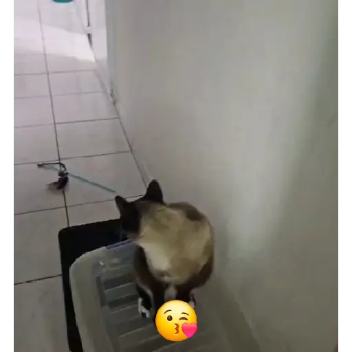 Gatinhos animados