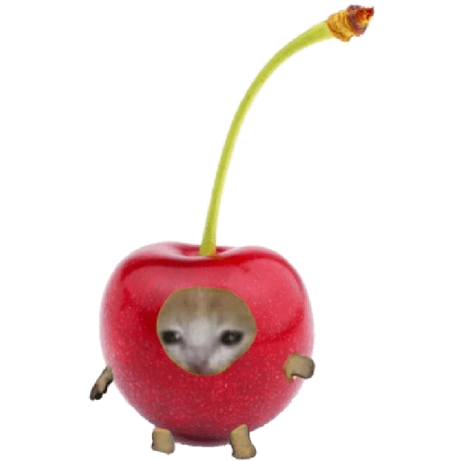 Michi comida 4