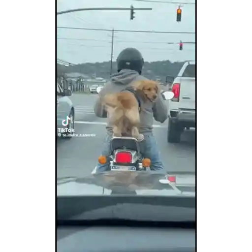 Perrito 9