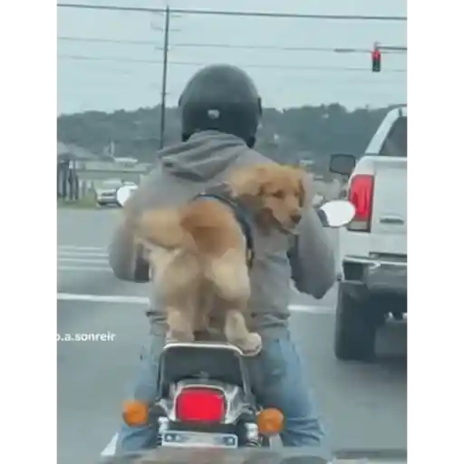 Perrito 10