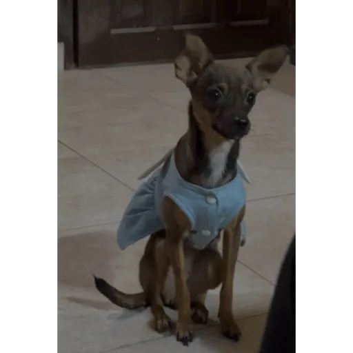Perrito 6