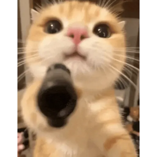 Perrito 4