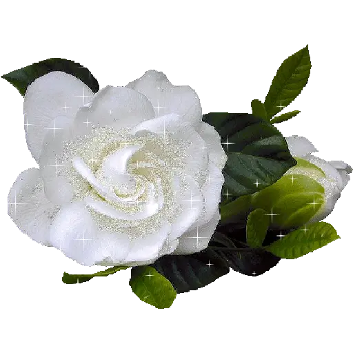 Leão de Judá/Roses 21